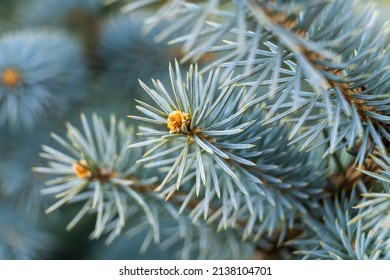 Picea pungens Glauca, blue spruce, Colorado spruce. Silver blue spruce close up. Branches of a blue spruce in the spring. Conifer needles.