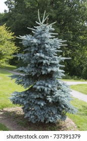 Picea Pungens Hoto