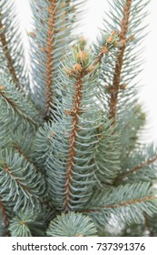 Picea Pungens Iseli Fastigiate