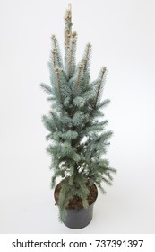 Picea Pungens Iseli Fastigiate