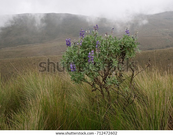 Pichincha, Ecuador - 2017: A native plant at the\
Pichincha volcano, located just to the side of Quito, which wraps\
around its eastern\
slopes.