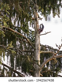 Picidae Or Woodpecker Picking A Tree