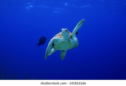 Pick me! High Five! Green Sea Turtle making a turn