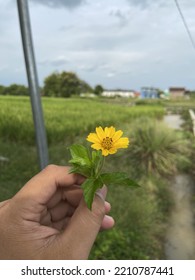 Pick One Yellow Flower For Your Love