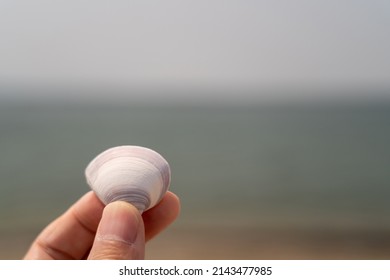 Pick Seashells On Beach Stock Photo 2143477985 | Shutterstock