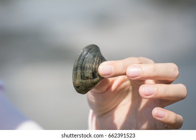Pick a shellfish