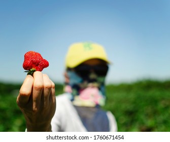 Pick Your Own Fresh And Ready Red Strawberry Season At The Farm During COVID19 Pandemic And Quarantine While Wearing Protective Mask