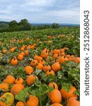 Pick Your Own Pumpkin Patch Full of Ripe Orange Pumpkins with lots of Green Pumpkin Leaf Foliage