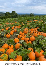 Pick Your Own Pumpkin Patch Full of Ripe Orange Pumpkins with lots of Green Pumpkin Leaf Foliage