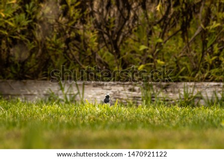 Pickaboo Bird on the grass