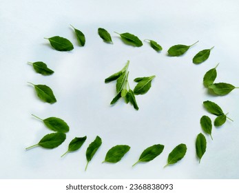 Picked fresh leaves of Holy basil also known as tulsi or tulasi. Scientific name Ocimum tenuiflorum, leaves isolated on white background - Shutterstock ID 2368838093