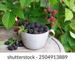 Picked ripe blackberries in a cup, against the background of a bush of blackberries. Blackberry - branches of fresh berries in the garden. Harvesting concept.

