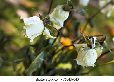 Picked Up The White Roses' Memory Of A Beloved Person, Dead Or Alive.