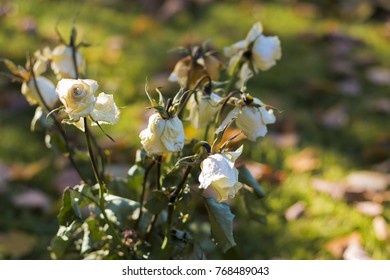 Picked Up The White Roses' Memory Of A Beloved Person, Dead Or Alive.