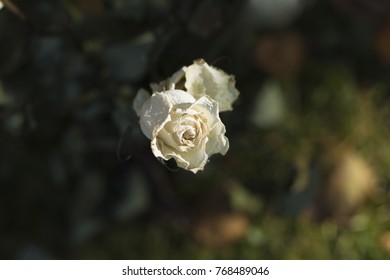 Picked Up The White Roses' Memory Of A Beloved Person, Dead Or Alive.