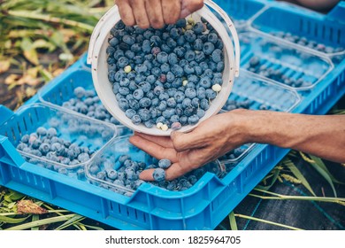 A picker harvesting fresh blueberries at the blueberry farm, food concept - Powered by Shutterstock