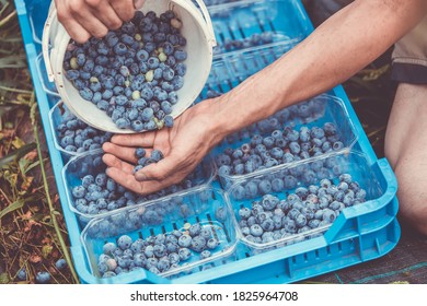 A picker harvesting fresh blueberries at the blueberry farm, food concept - Powered by Shutterstock