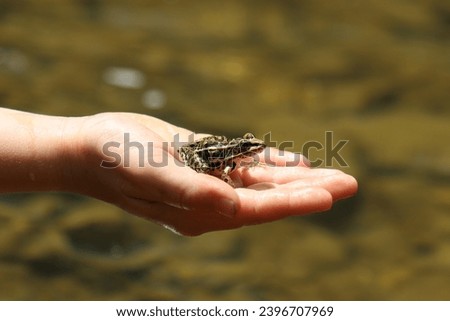 Pickerel frog in a child's hand