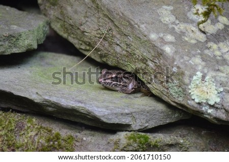 Pickerel Frog hiding between two rocks in Virginia.