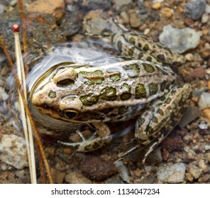 Pickerel Frog (Lithobates Palustris)