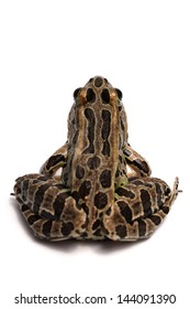 Pickerel Frog (Lithobates Palustris)