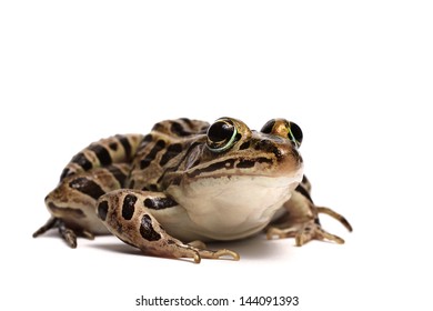 Pickerel Frog (Lithobates Palustris)