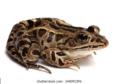 Pickerel Frog (Lithobates Palustris)