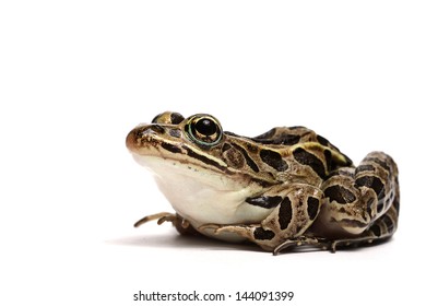 Pickerel Frog (Lithobates Palustris)