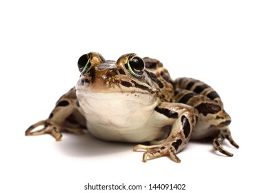 Pickerel Frog (Lithobates Palustris)