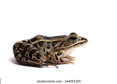 Pickerel Frog (Lithobates Palustris)