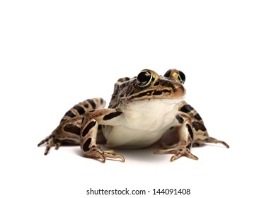 Pickerel Frog (Lithobates Palustris)