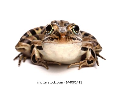 Pickerel Frog (Lithobates Palustris)