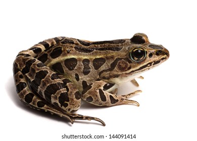 Pickerel Frog (Lithobates Palustris)