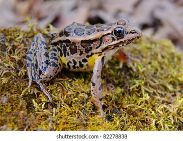 Pickerel Frog, Lithobates Palustris