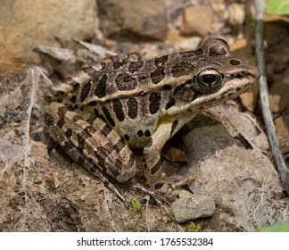 A Pickerel Frog (Lithobates Palustris) Blends In With The Background