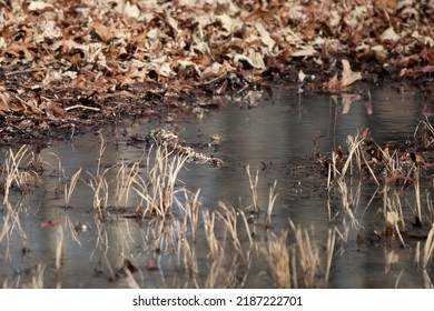 Pickerel Frog (Lithobates Palustris) Resting In A Shallow Puddle