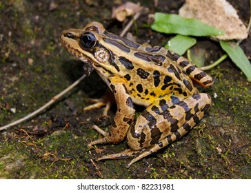 Pickerel Frog, Lithobates Palustris, Similar To The Leopard Frog