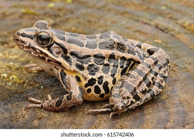 Pickerel Frog (Lithobates Rana Palustris) Sunning In Spring