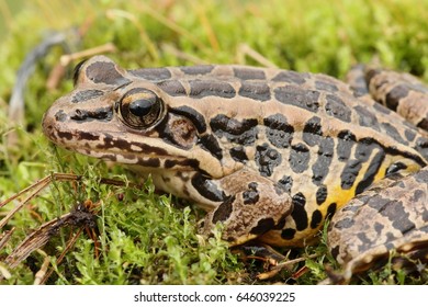 Pickerel Frog (Lithobates Rana Palustris) Sunning In Spring