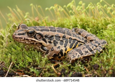 Pickerel Frog (Lithobates Rana Palustris) Sunning In Spring On Moss