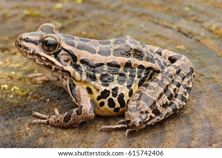 Pickerel Frog (Lithobates Rana palustris) sunning in spring