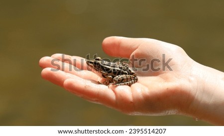 Pickerel frog in the palm of hand