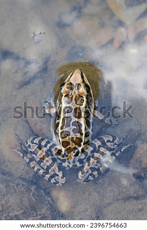 Pickerel frog submerged under water