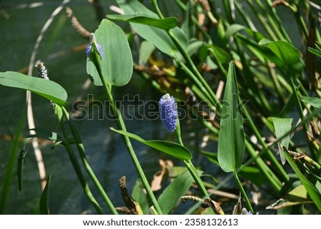 Pickerel weed ( Pontederia cordata ) flowers. Pontederiaceae perennial water plants native to South America. Pale blue-purple flowers bloom in spikes from July to October.