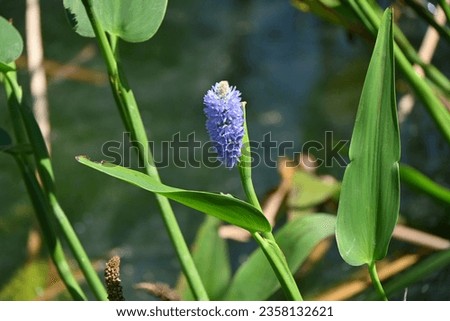 Pickerel weed ( Pontederia cordata ) flowers. Pontederiaceae perennial water plants native to South America. Pale blue-purple flowers bloom in spikes from July to October.