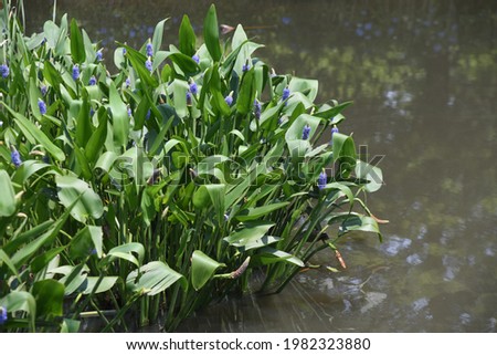 Pickerel weed (Pontederia cordata). Pontederiaceae aquatic perennial grass.