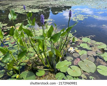 Pickerel Weed And Water Lilies On Lake Artemesia In College Park, Maryland, USA In June