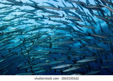 7 Pickhandle Barracuda Sphyraena Jello Images, Stock Photos & Vectors |  Shutterstock