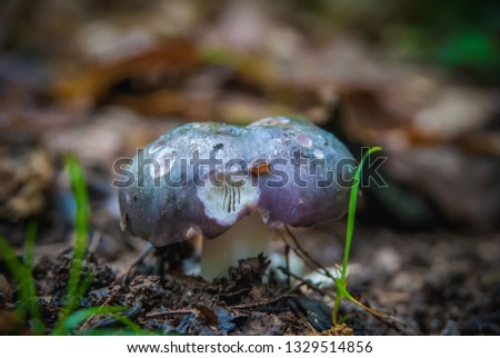 ​Mushroom picking after rainfall  
