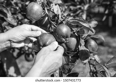  Picking Apples In Black And White